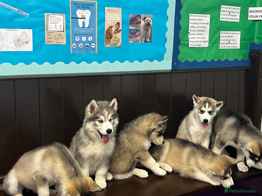 Siberian Husky dogs for sale: Beautiful husky  - Image 5