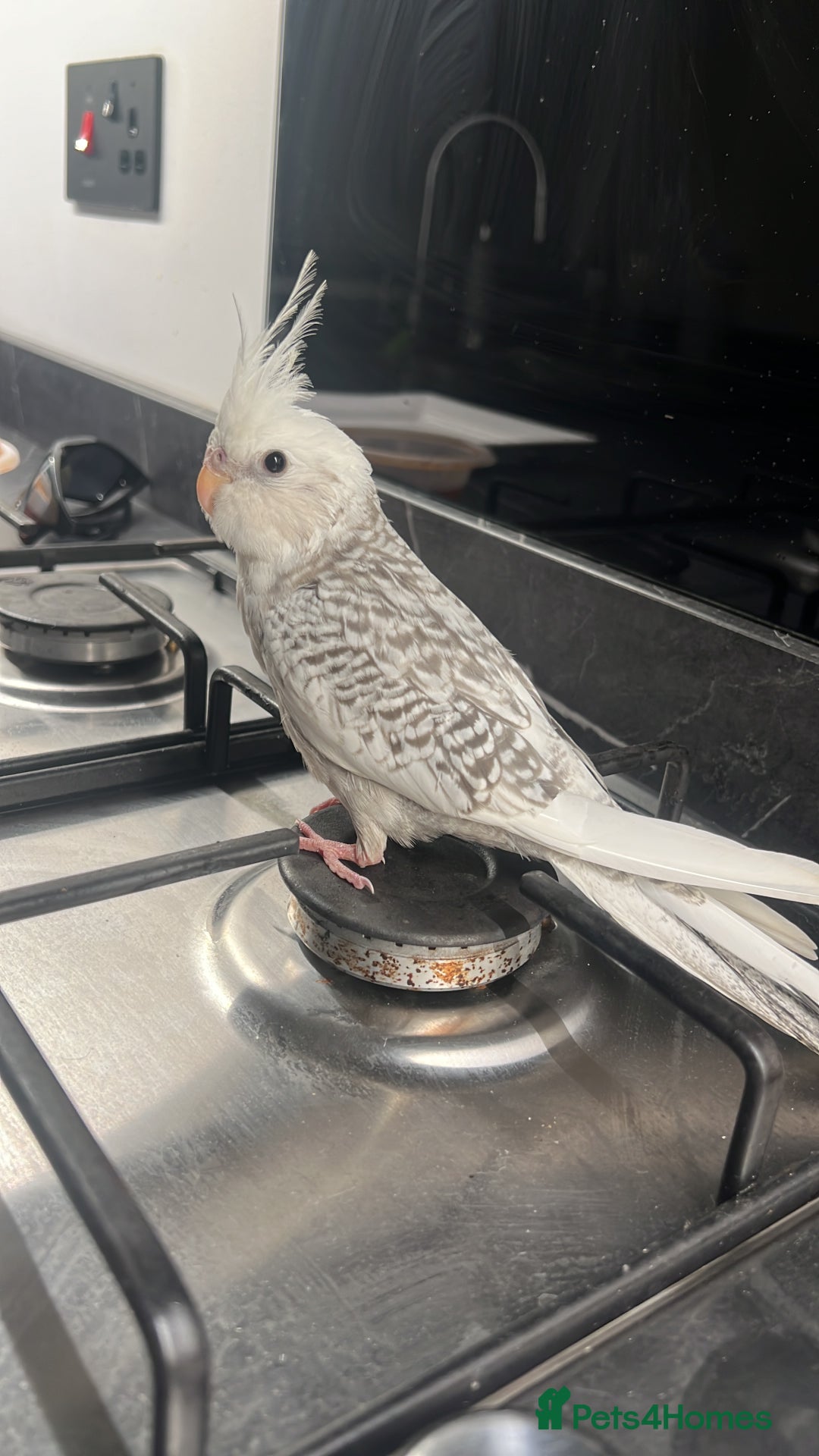Cockatiels birds for sale: Little Joey  - Image 1