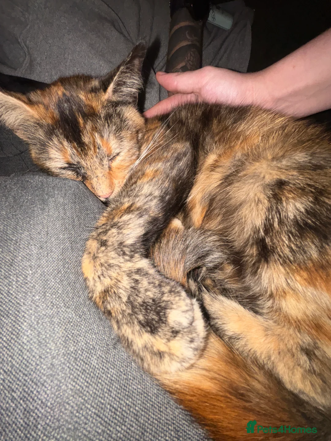 Mixed Breed cats for sale: 5 gorgeous mix kittens for sale  - Advert 2