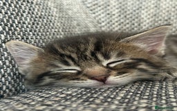 British Longhair cats for sale: Beautiful kittens by our stunning British longhair - Image 5