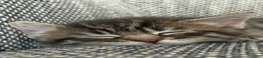 Dark tabby male