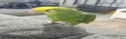 Parrots birds for sale: double yellow headed amazon in Ware - Advert 9