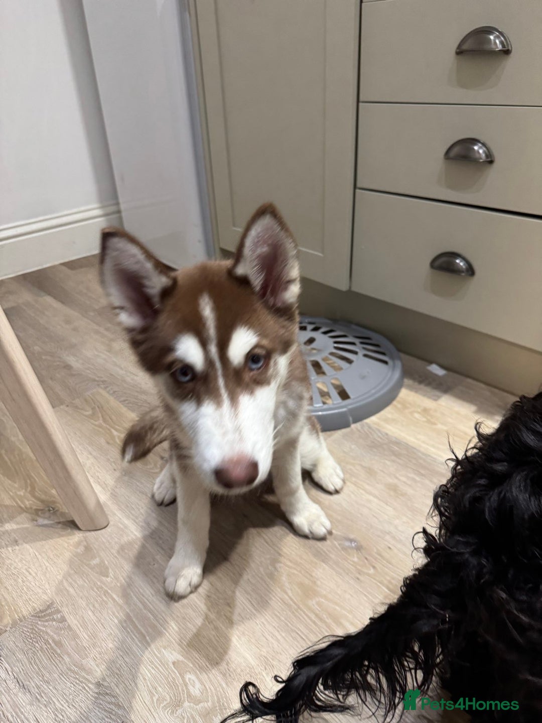 Siberian Husky dogs for sale: The beautifully husky puppy 🐶 - Image 4