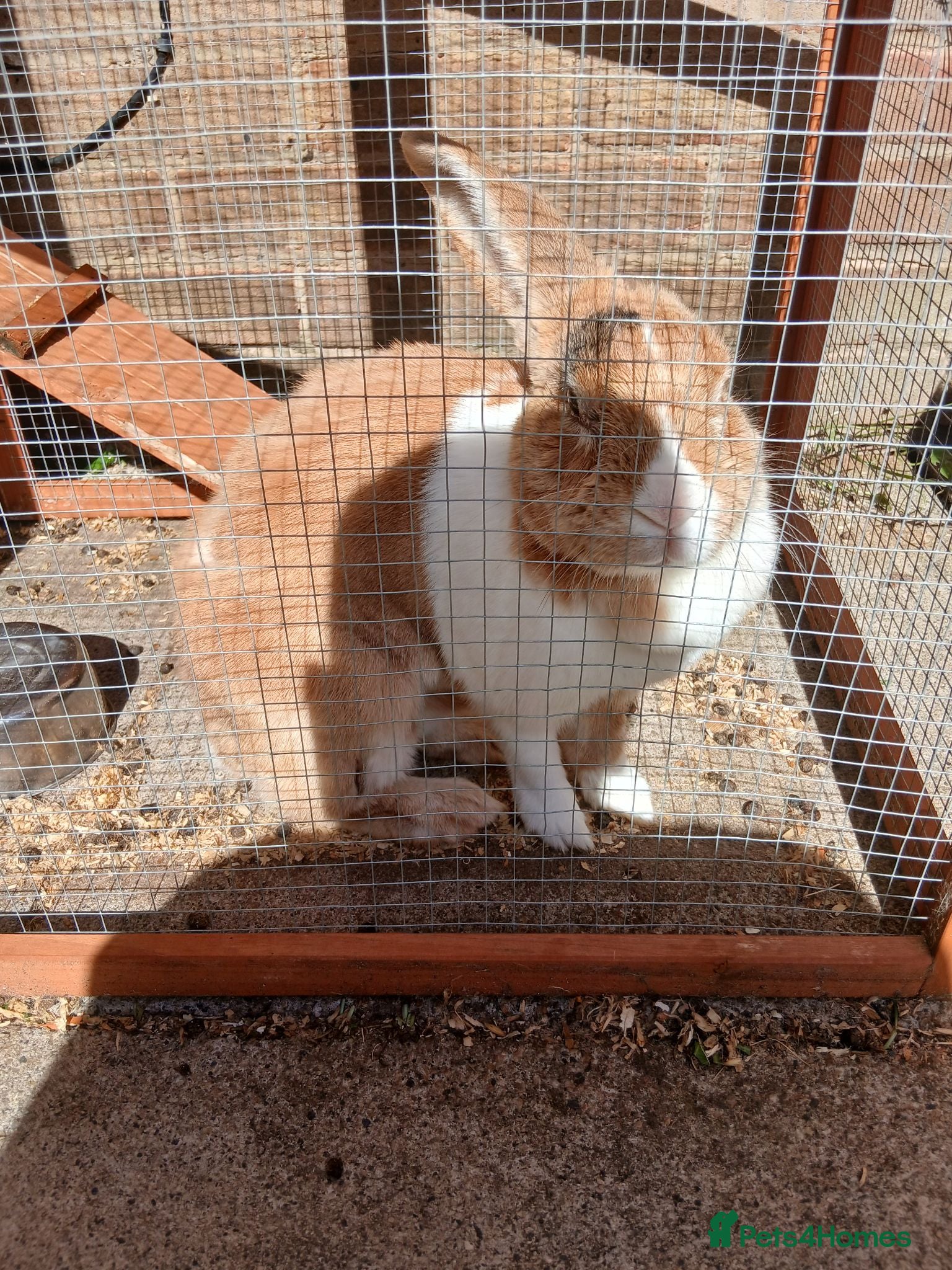 Mixed Breed rabbits Rabbit - Advert 1