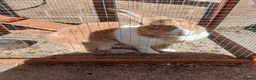 Mixed Breed rabbits for sale: Rabbit in Northampton - Advert 1