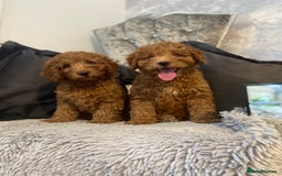 Cockapoo dogs for sale: Cockapoo  - Image 1