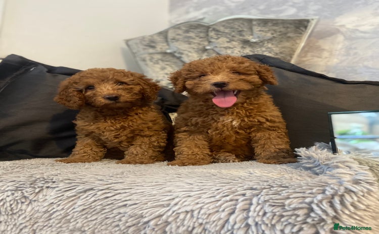 Cockapoo dogs - Advert 9