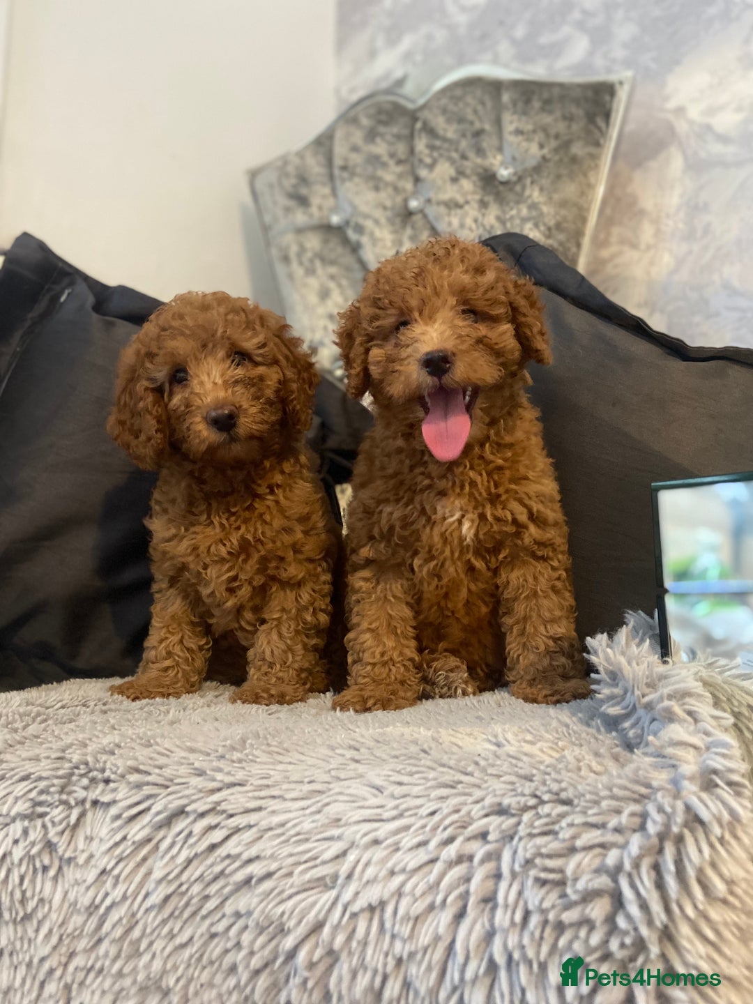 Cockapoo dogs for sale: Cockapoo  - Image 1