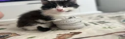 Maine Coon cats for sale: Mainecoon Kittens  - Advert 3