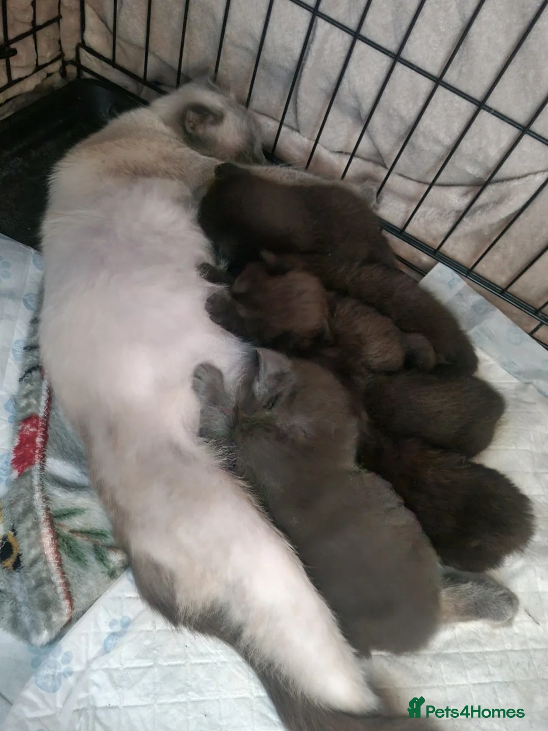 British Shorthair cats for sale: British Short Hair&Scottish Fold Straight - Advert 2