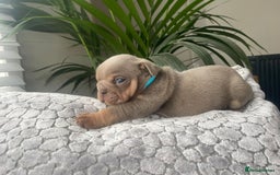 English Bulldog dogs for sale: Beautiful fullsuit litter of perfection 😃  - Image 6