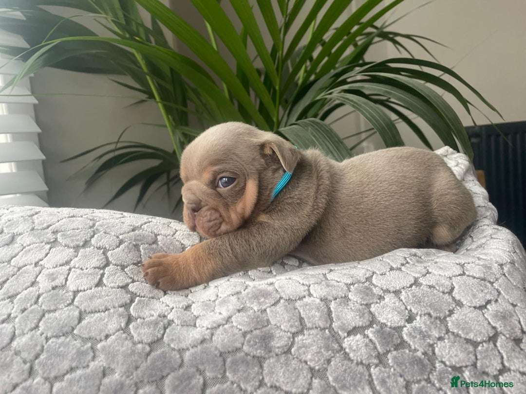 English Bulldog dogs for sale: Beautiful fullsuit litter of perfection 😃  - Image 6
