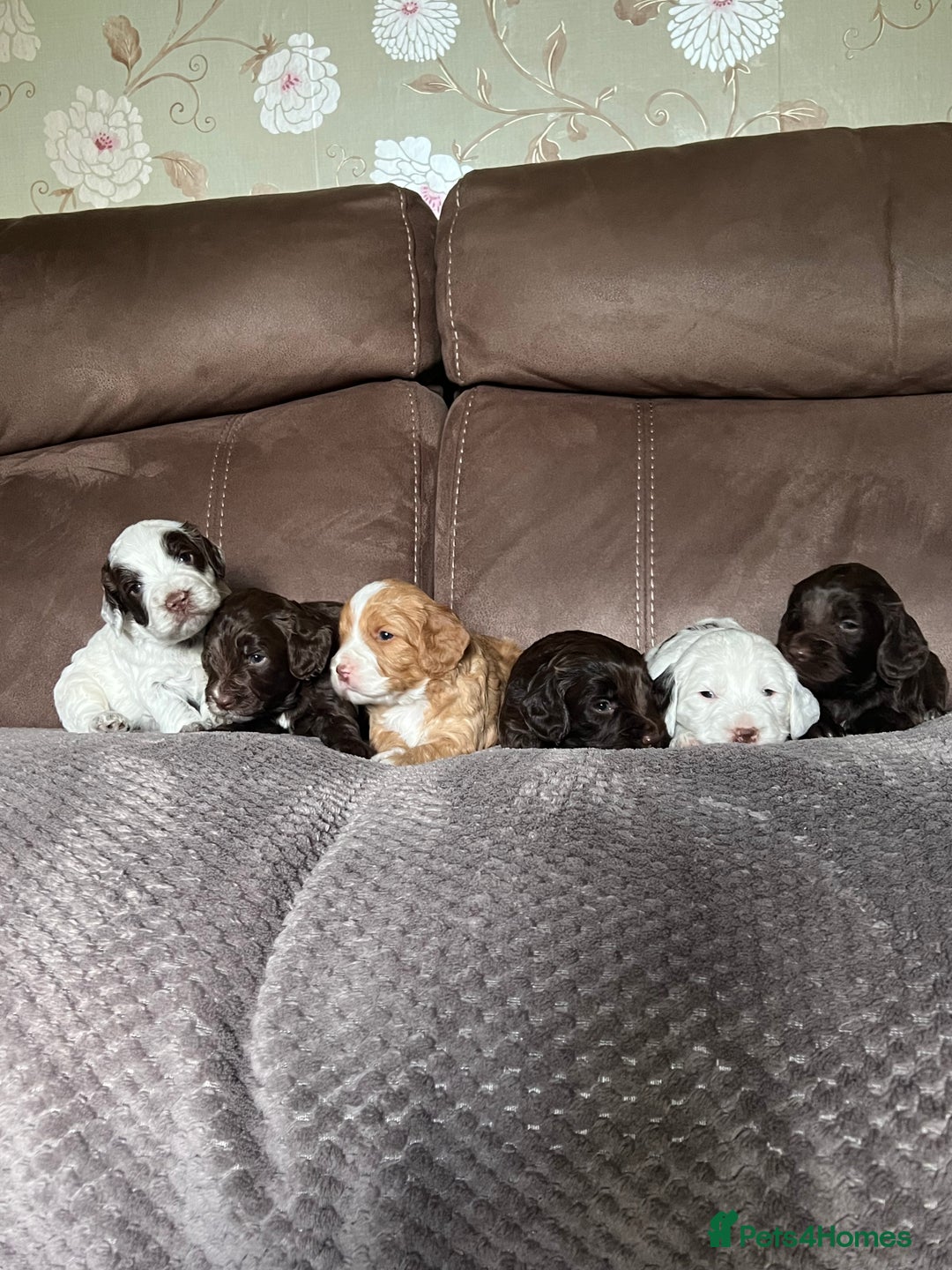 Cockapoo dogs for sale: F1 Cockapoos 5⭐️ Licensed Breeder Fully DNA Tested - Advert 9
