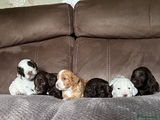 Cockapoo dogs F1 Cockapoos 5⭐️ Licensed Breeder Fully DNA Tested - Advert 17