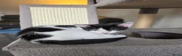 Domestic Shorthair cats for sale: 2 Kitten's available  in Blackpool - Advert 4