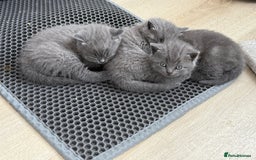 British Shorthair cats for sale: British shorthair kittens “Ready now” - Image 7
