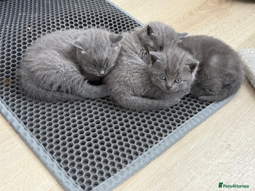 British Shorthair cats for sale: British shorthair kittens “Ready now” - Image 7