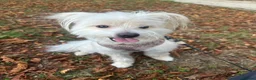 Mixed Breed dogs for sale: Loving Home Needed for Mali 🐾 in London - Advert 2