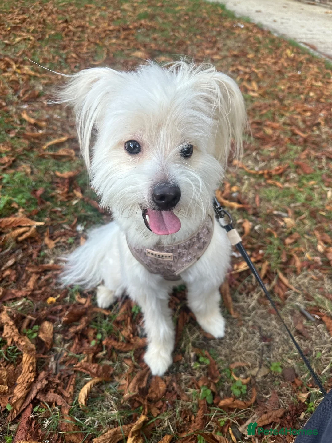 Mixed Breed dogs for sale: Loving Home Needed for Mali 🐾 in London - Advert 2