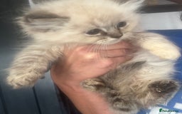 Ragdoll cats for sale: Champion bloodlines Ready for their loving homes - Image 21