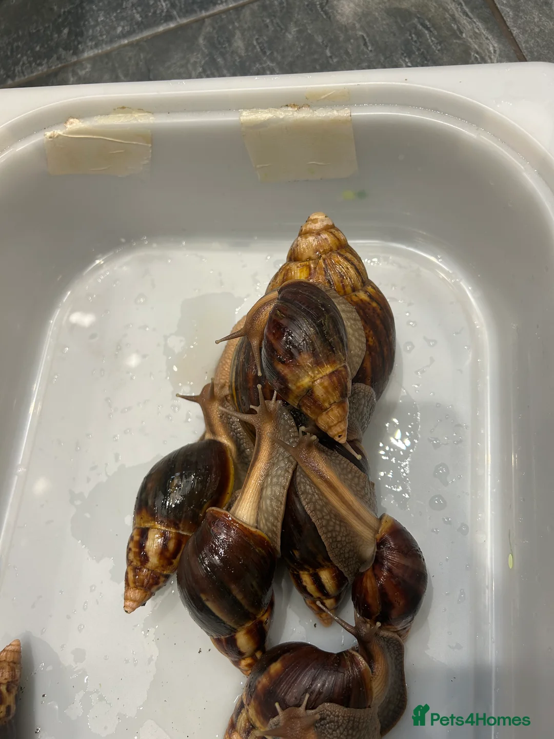 Snails invertebrates for sale: One large + ten smaller baby African land snails  - Advert 1