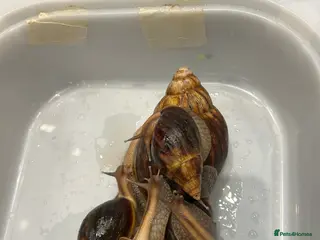 Snails invertebrates One large + ten smaller baby African land snails - Advert 3