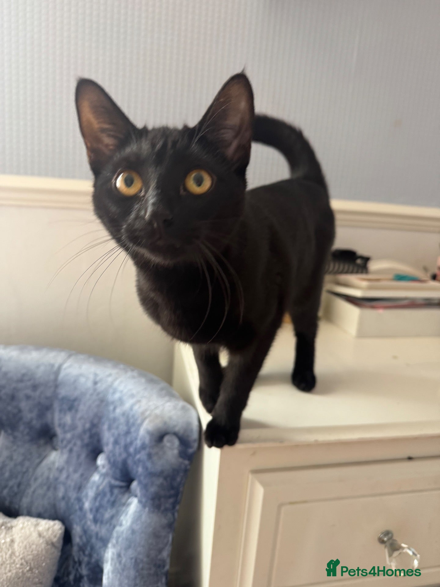 Domestic Shorthair cats Black shorthair domestic female cat  - Advert 15