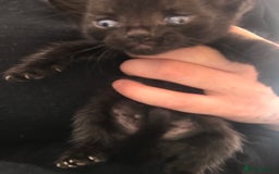 Mixed Breed cats for sale: Fluffy female kittens!  - Image 2