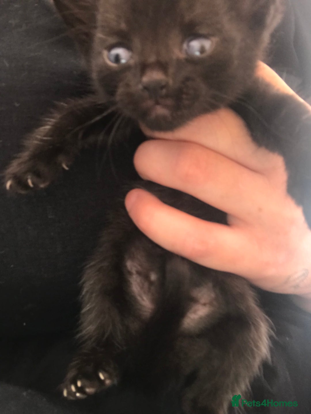 Mixed Breed cats for sale: Fluffy female kittens!  - Image 2