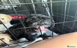 Cockapoo dogs for sale: 🐾ready to leave  black and white cockapoo - Image 13