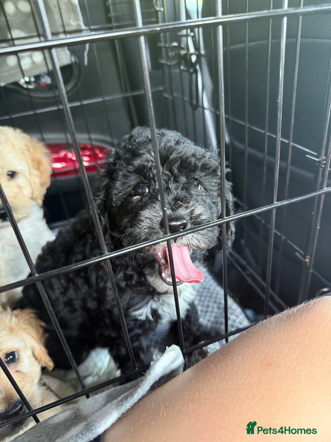 Cockapoo dogs for sale: 🐾ready to leave  black and white cockapoo - Image 13