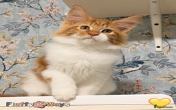 Maine Coon cats for sale: 🐾🦁 *TICA REG* GINGER MAINE COON KITTENS🦁🐾 - Image 11