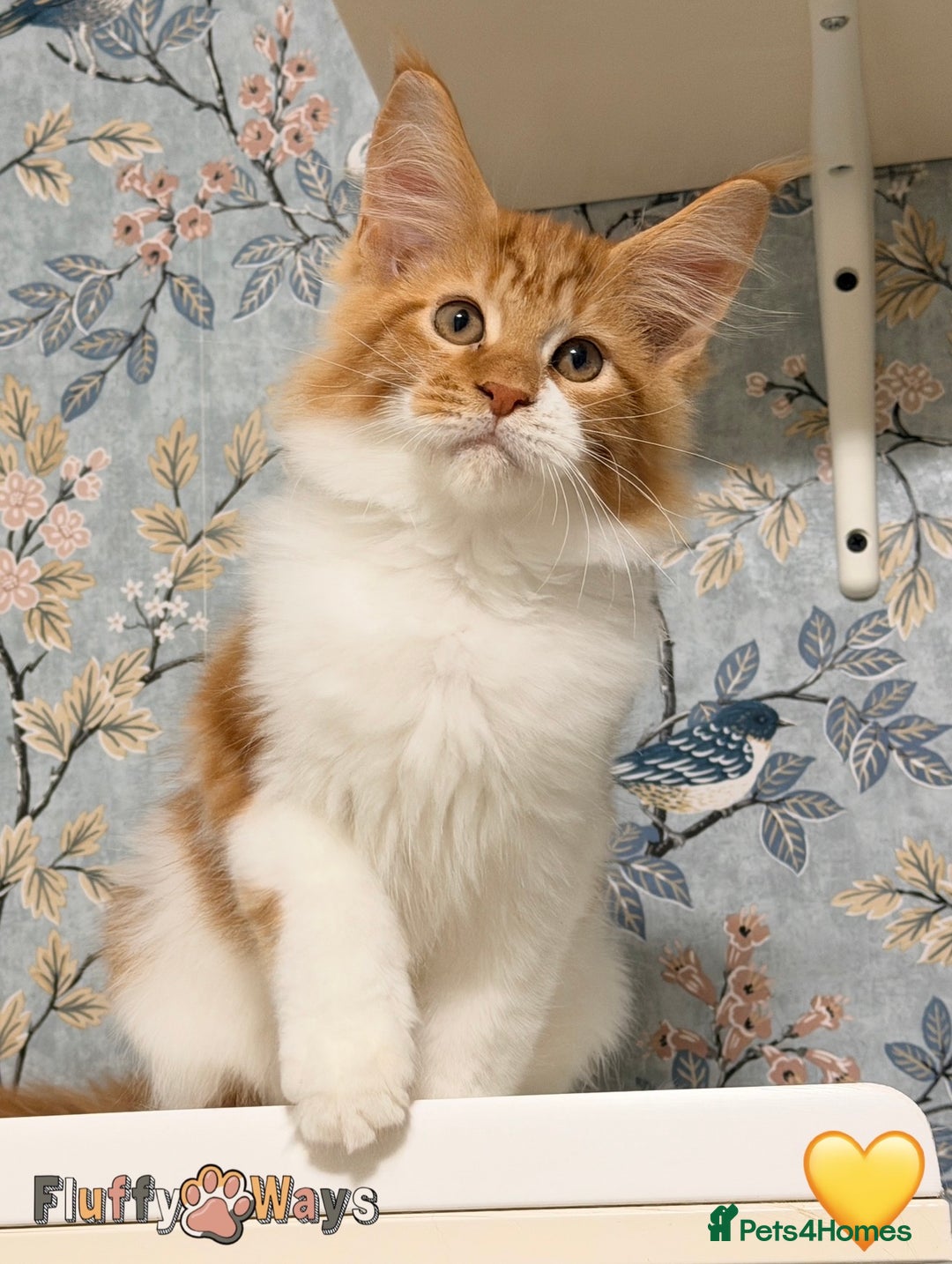 Maine Coon cats for sale: 🐾🦁 *TICA REG* GINGER MAINE COON KITTENS🦁🐾 - Image 11
