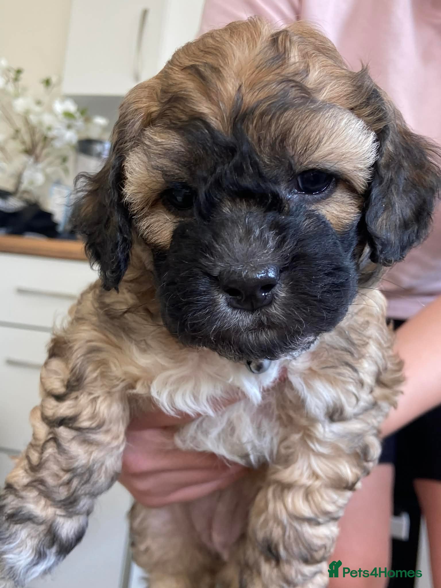 Mixed Breed dogs Adorable shihipoo family raised! - Advert 8