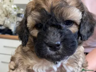 Mixed Breed dogs Adorable shihipoo family raised! - Advert 8