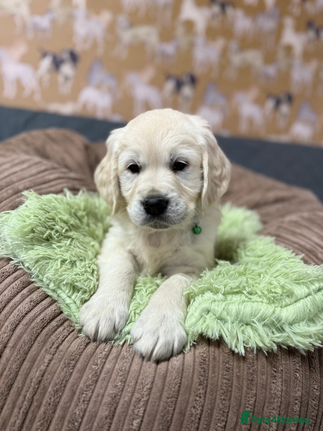 Golden Retriever dogs for sale: Kc registered DNA clear Golden Retriever Puppies - Advert 23