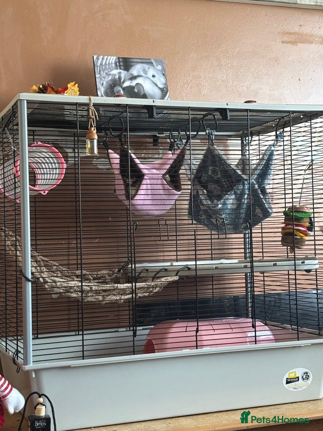 Rat rodents for sale: X3 female rats  - Advert 6