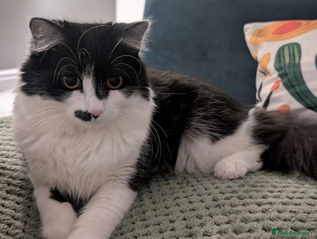 Mixed Breed cats for sale: Rehoming  in Morecambe - Advert 6