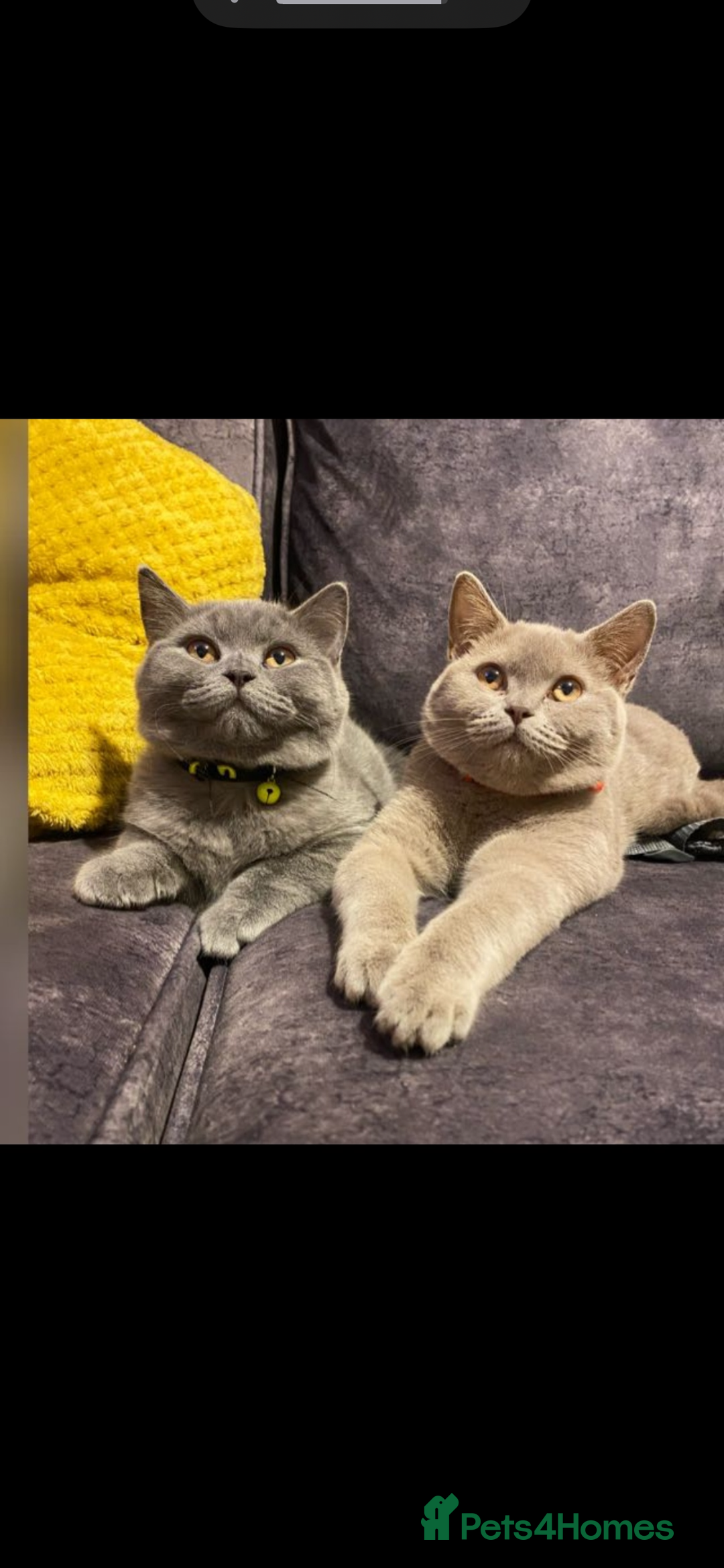 British Shorthair cats for sale: BRITISH SHORT-HAIR KITTENS   - Image 17