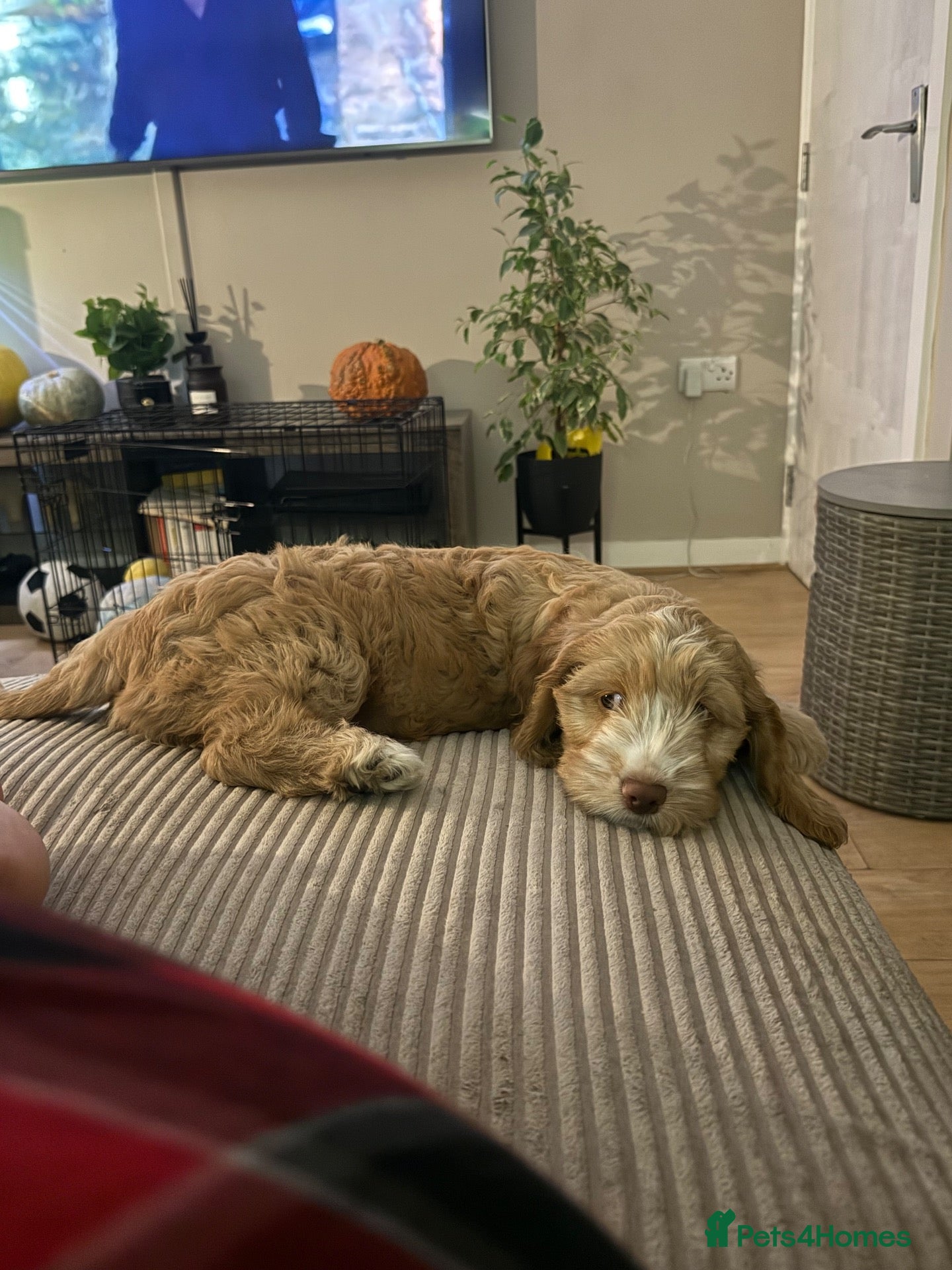Cockapoo dogs F1B cockapoo one male left  - Advert 1