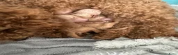 Schnoodle dogs for sale: Beautiful schnoodle puppies ready to reserve  - Advert 8