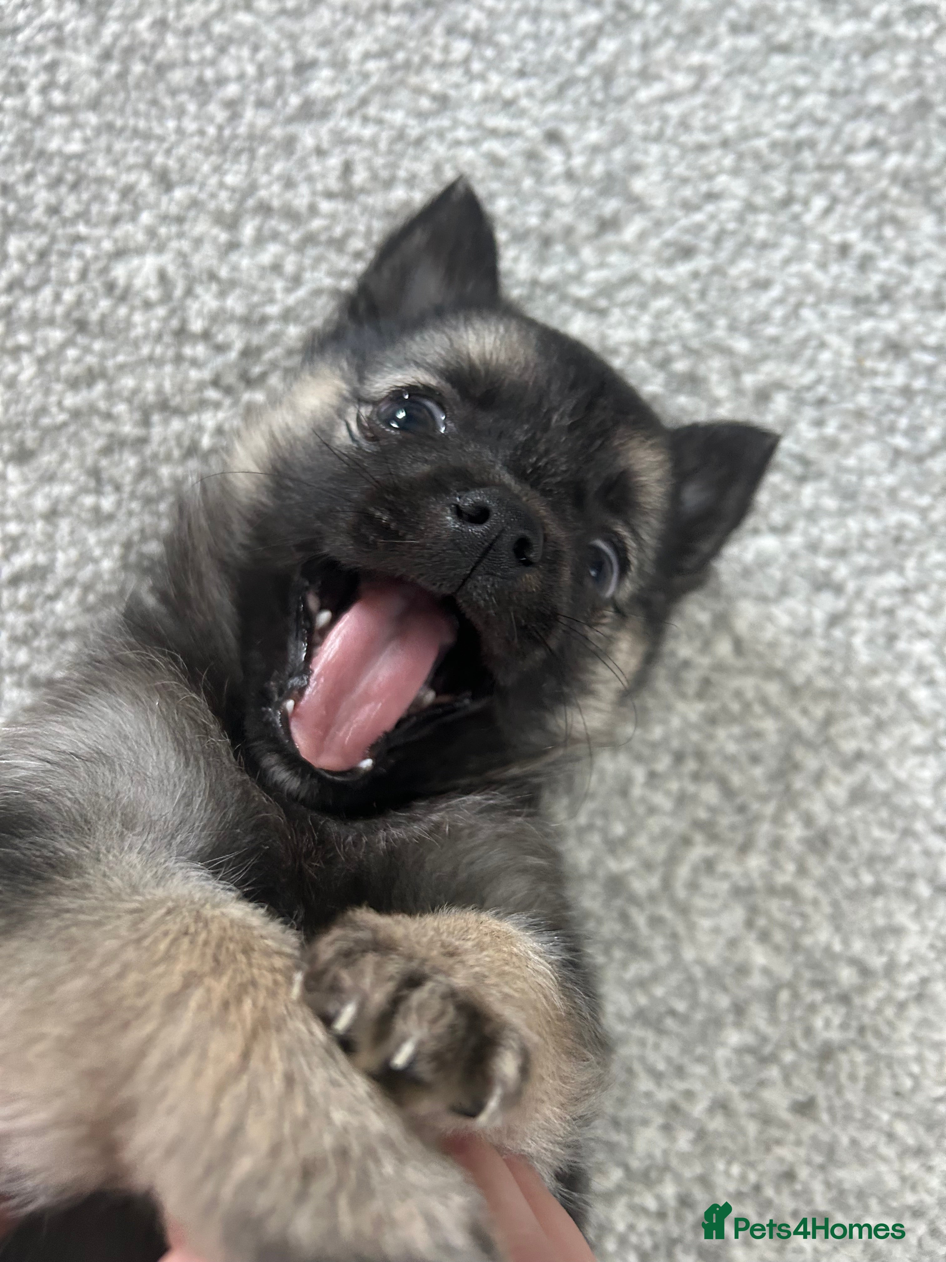 Mixed Breed dogs Pomsky x Chihuahua puppies  - Advert 3