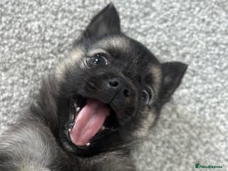 Mixed Breed dogs Pomsky x Chihuahua puppies - Advert 13