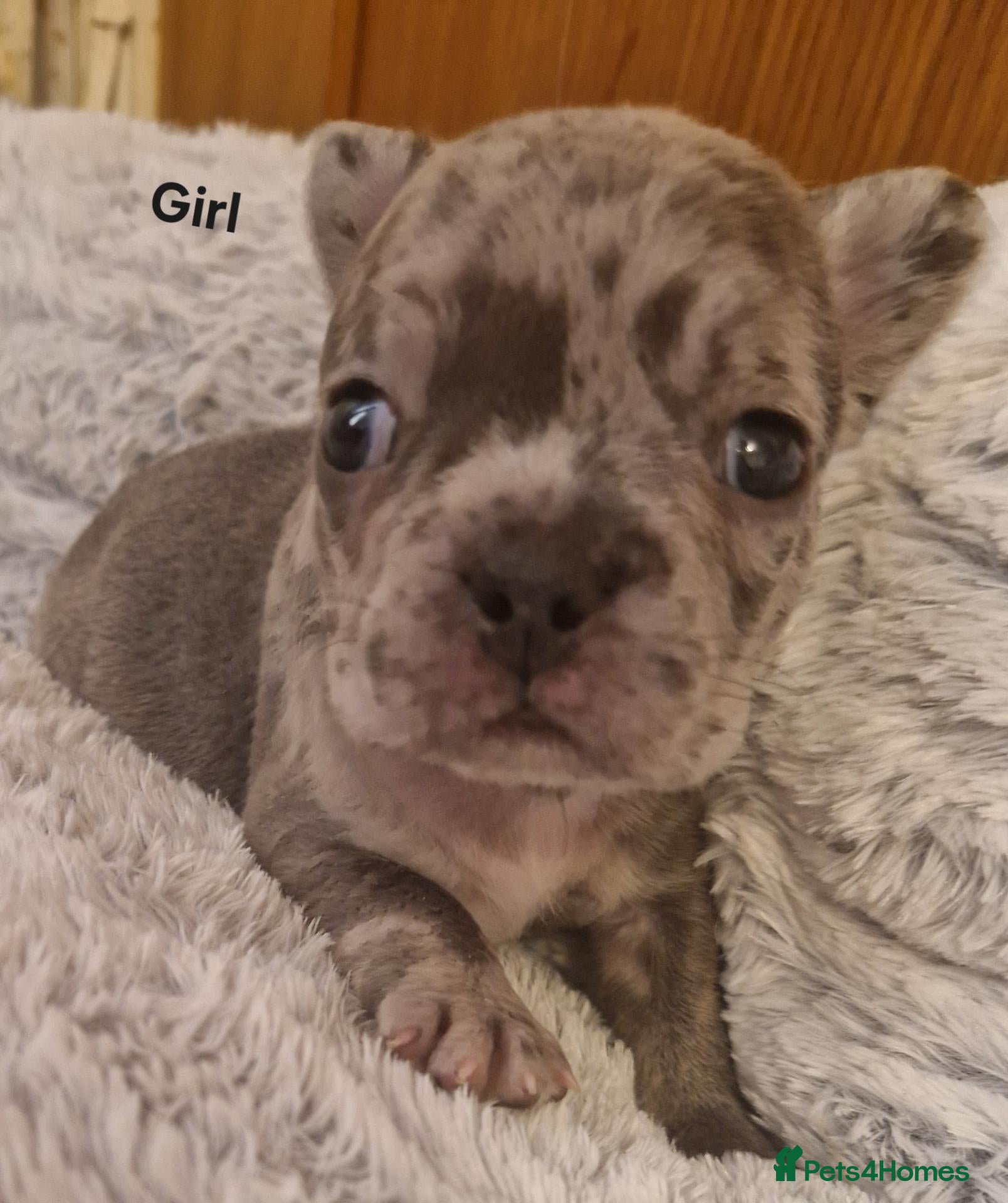 French Bulldog dogs PEDIGREE FRENCH BULLDOG PUPPIES. - Advert 13