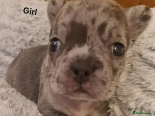 French Bulldog dogs PEDIGREE FRENCH BULLDOG PUPPIES. - Advert 13