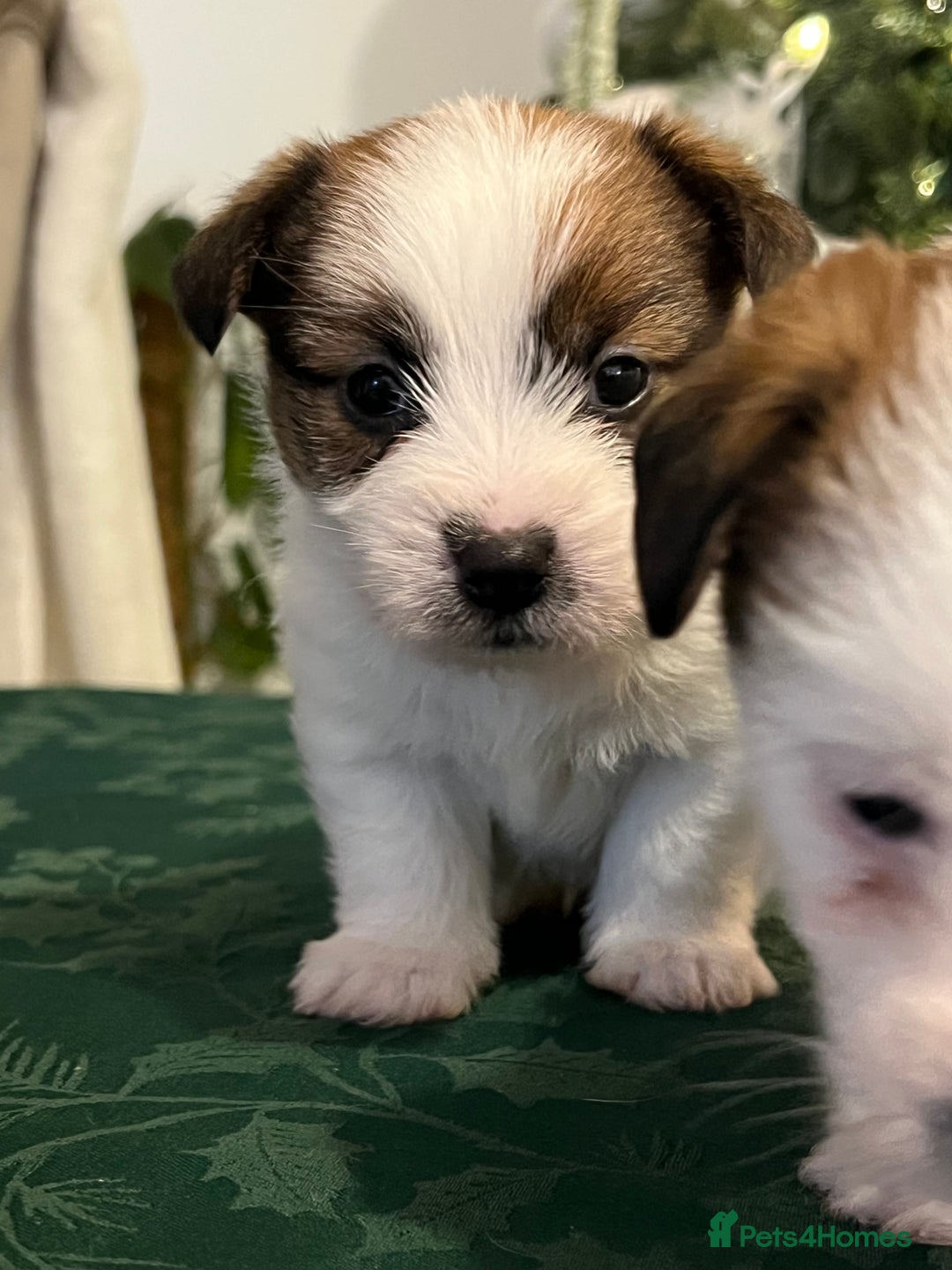 Jack Russell dogs for sale: KC registered  rough coated Jack Russell pups - Advert 9