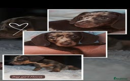 Miniature Dachshund dogs for sale: Miniature Dachshund 1 female left  - Image 22