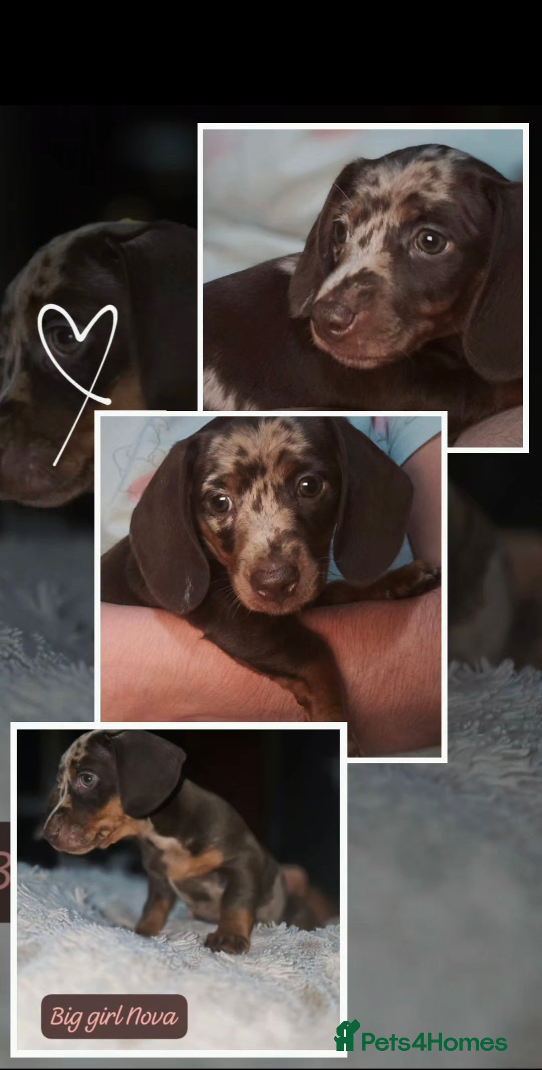 Miniature Dachshund dogs for sale: Miniature Dachshund 1 female left  - Image 22