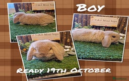 Mini Lop rabbits for sale: Mini lop kits available soon  - Image 2