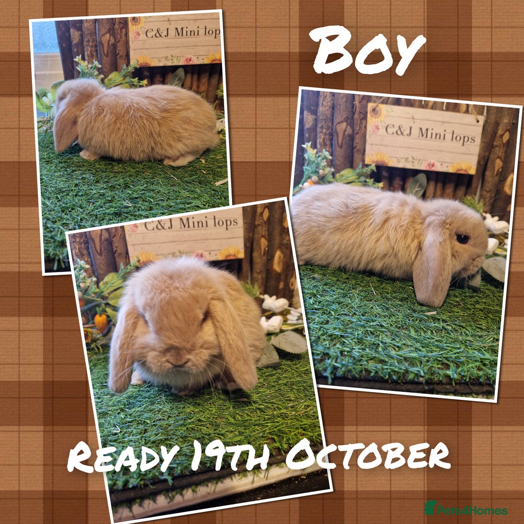 Mini Lop rabbits for sale: Mini lop kits available soon  - Image 2